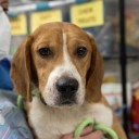 More than 30 beagles rescued from Mass. home. These 5 are ready to adopt