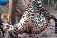 Histórica condena por matar a un yaguareté: tres cazadores con prisión domiciliaria