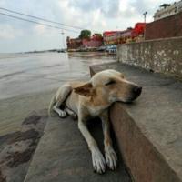 India walks back order to clear Delhi of stray dogs