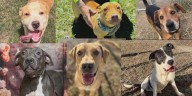 Over 20 shelter dogs saved in 48 hours in Savannah
