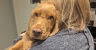 The 5 best dog breeds to own according to a veterinarian
