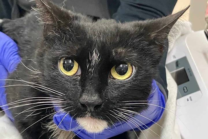 New Yorker Saves Lost Cat Stuck in Subway for Weeks with Help from Owner (Exclusive)