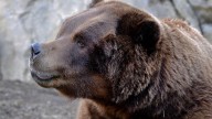 Brookfield Zoo mourns loss of 31