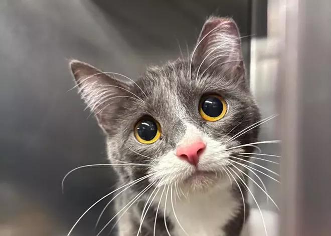 Spokane is the nation's 
No. 4 cat-loving city per 
PetSmart list; local shelters make the ranking paws