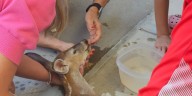 Carthage High alum saves baby deer trapped in parking lot