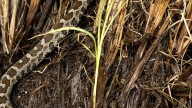 Eastern massasauga rattlesnake gives birth at Matthaei Botanical Gardens