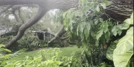 Massive oak falls on houses in Sarasota during weekend thunderstorms