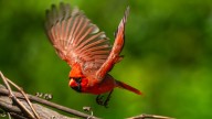 This Fast-Growing Tree Loves Damp Soil And Invites Birds To Your Yard