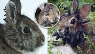 ¿Cuernos o tentáculos? La explicación tras la deformación que afecta a conejos en EE.UU.