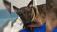 Dog Rescued From Cramped New York Apartment Refused To Move Until He Recognized Friends