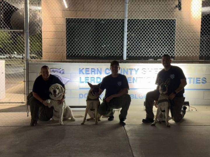 Bakersfield Search and Rescue K9s train at Lerdo