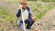 Secretaría de Agricultura impulsa estrategias para apoyar a papicultores y otros productores: hoy, registratón y rueda de negocios en Tunja