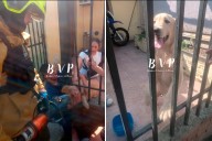 Bomberos rescataron a un perro atrapado en una reja en Paraná