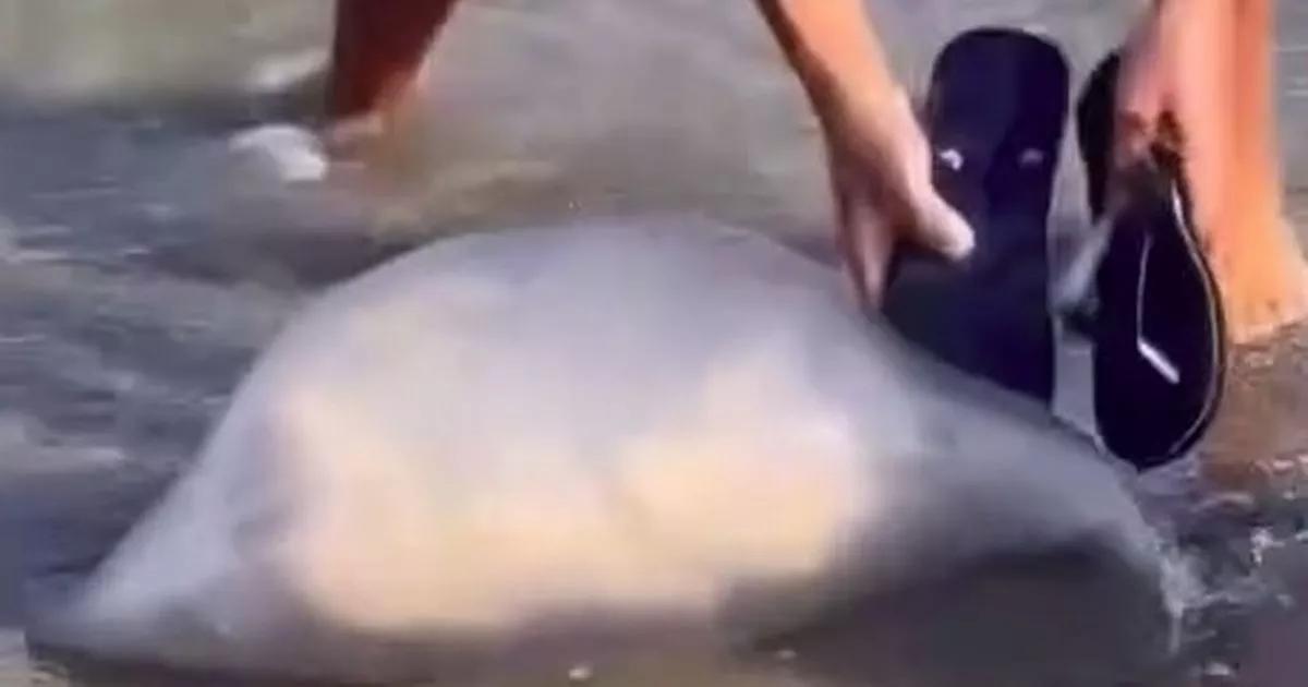 Holidaymakers stunned as giant jellyfish washes up on popular Lanzarote beach