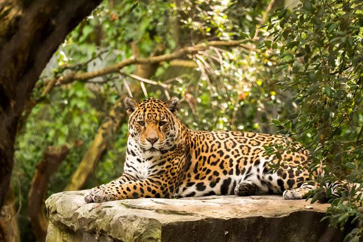 La población de jaguares de México aumentó un 30% desde 2010, pero aún está en riesgo