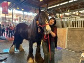 El caballo que llegó a la Argentina y llama la atención por sus características únicas