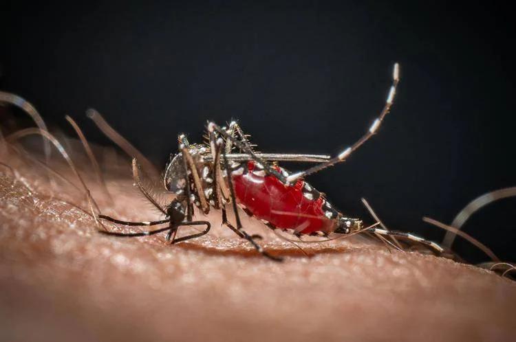 Alertan en El Salvador por alza del dengue