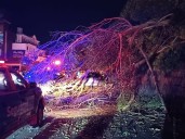 Tras nueva caída de un árbol en Av. Borgoño, advierten riesgos de ejemplares en mal estado en zonas urbanas y rurales de la V Región