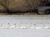 Tip leads to most of Stratford’s missing swans