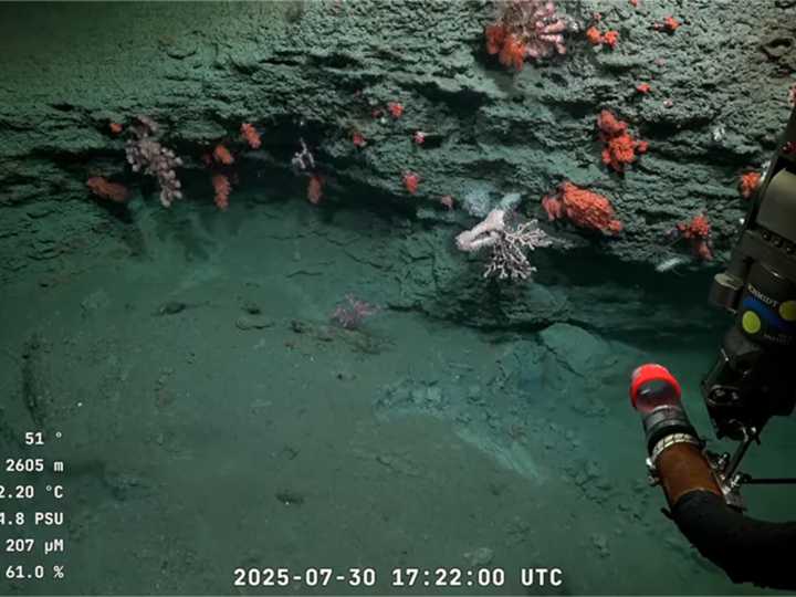 Vuelve el streaming del fondo del mar: cómo ver en vivo la expedición “Viaje a lo desconocido” en Uruguay