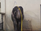 Esta elefanta aprendió a bañarse y se volvió viral: cómo hacen estos animales para manejar herramientas