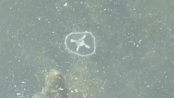 Are there jellyfish in Lake Erie? Rare species spotted. Here's where