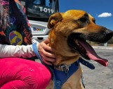 Conoce los requisitos para abordar al Bowí con perros de guía y apoyo emocional