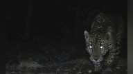 Jaguar spotted by U of A trail cameras