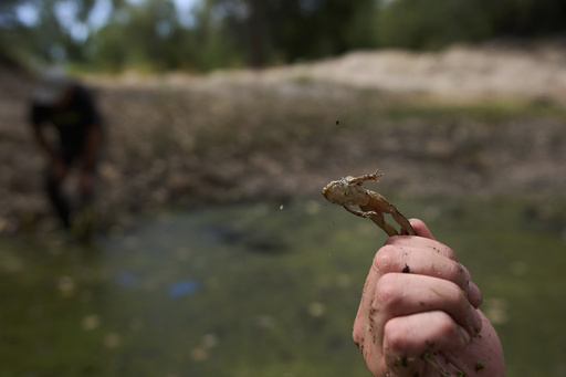 Photos of red-legged frog, which conservationists are working to restore to its California habitat