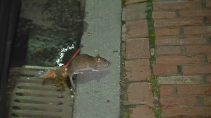 Boston’s rat plan, progress in rodent fight discussed at meeting