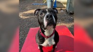 After 1,400 Days In New York Shelter, Dog Still Hopes His Family Will Come For Him