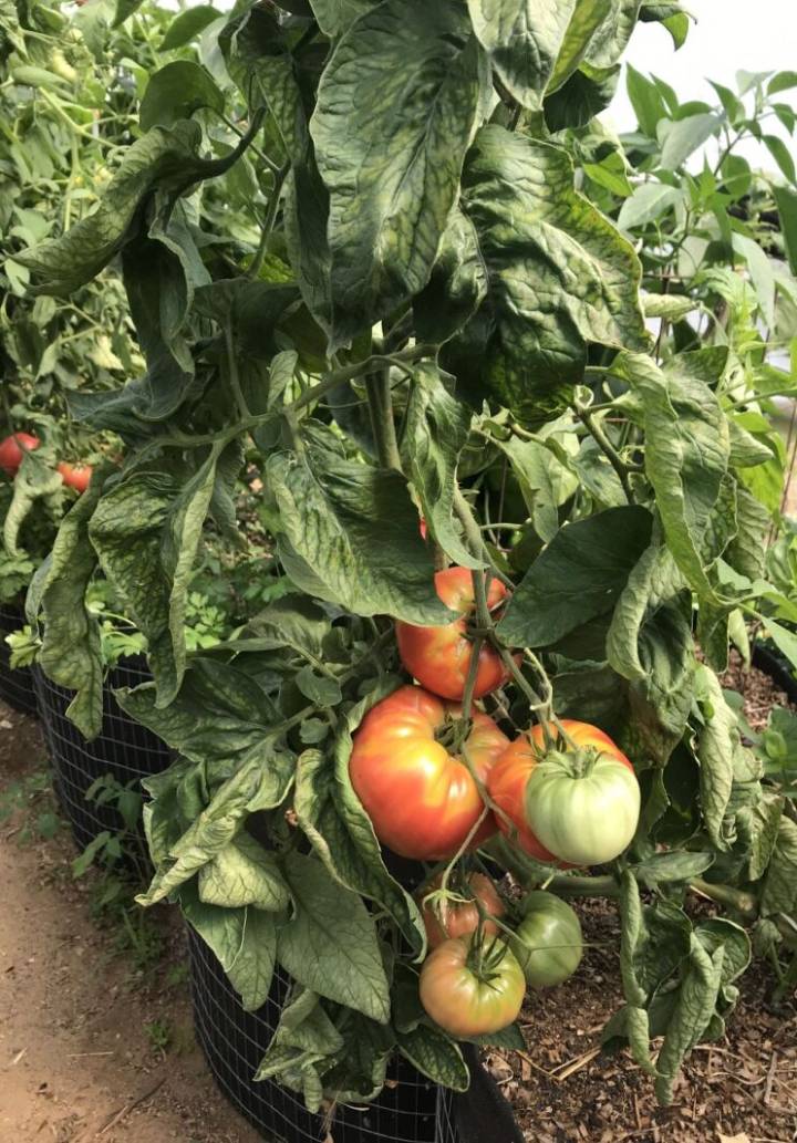 Garden season events focus on growing and using produce at Happy Dancing Turtle
