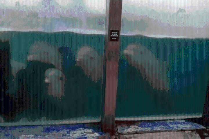 Denuncian el abandono de delfines en el ex Aquarium de Mar del Plata