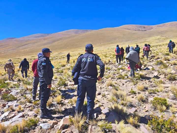 Caza ilegal: refuerzan acciones para la protección de vicuñas de los cazadores furtivos