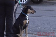 Más de 4.600 castraciones y 5.500 vacunas: el balance de la salud animal en Paraná