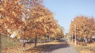 Otoño cálido, invierno más frío de lo normal e incremento de la actividad de huracanes: predicciones de El Almanaque del Agricultor 2025