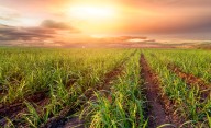 South Florida farmers again beat benchmark, cut this year’s phosphorus levels 62% from baseline
