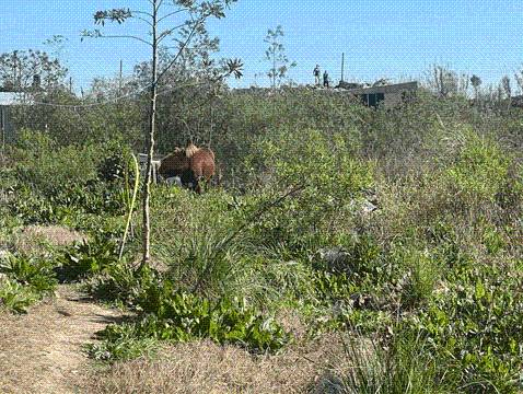 Un nene fue pateado por un caballo en La Plata y se encuentra en...