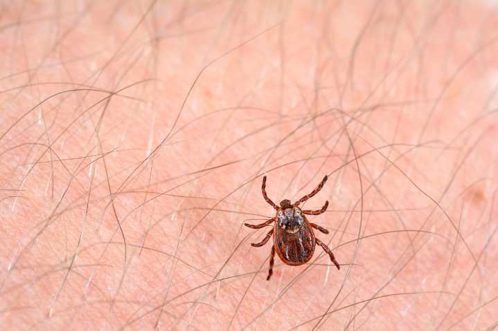 Garrapatas, un potencial riesgo para tu salud 