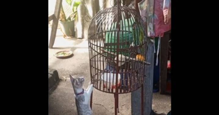 Periquito avisa a su abuelita que un gatito se lo quiere comer