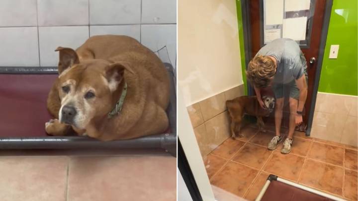 Senior Florida Shelter Dog Finally Finds His Happily-Ever-After After 1,739 Days Of Waiting