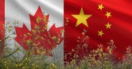 ‘Le llueven’ aranceles a Canadá: Negocia con China impuesto a la canola canadiense