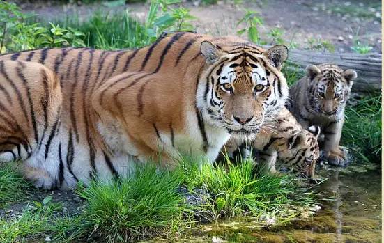 Sacrifican tres cachorros de tigre siberiano en zoológico de Alemania tras abandono de su madre