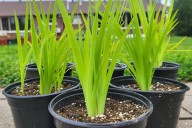 Free plants available for shoreline restoration