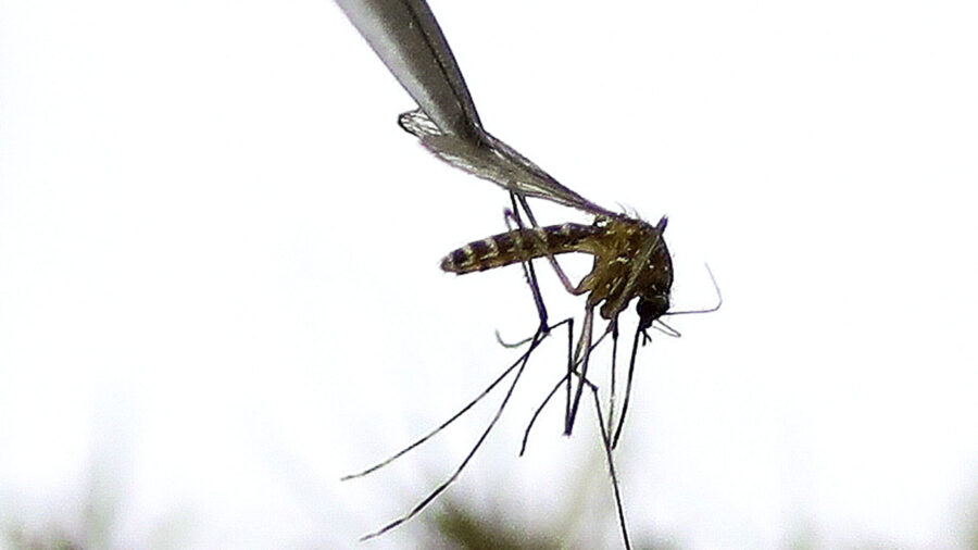 West Nile virus detected in 11 mosquito pools