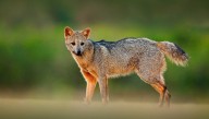 Crab-Eating Foxes Aren't Really Foxes – But Do They Eat Crabs?