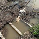 New York Passerby Stops In Their Tracks After Witnessing A Man Dump Little Puppies Into A Stream
