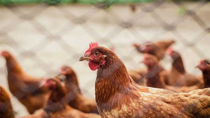 Una plaga insólita: 700 gallinas toman las calles de esta localidad costera