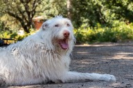 'Fantasma', el perro que estuvo a punto de ser sacrificado cuatro veces: "Tenía una malformación. Su dueño no lo quería y lo tiró a un chalé"