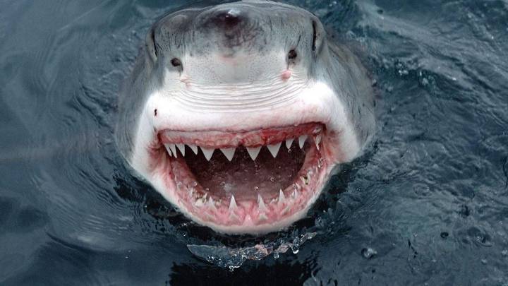 La acidificación del mar también está desgastando los dientes de los tiburones